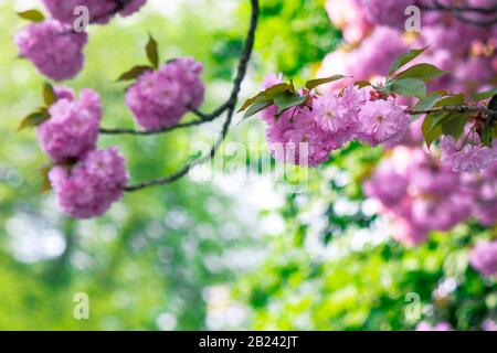Pink Kirschblüte in der Nähe des Zweiges. Zart japanische Sakura-Saison. Wunderbarer Naturhintergrund Stockfoto