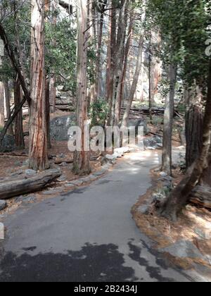 Gepflasterter Waldweg im Yosemite-Nationalpark, Sierra Nevada im Norden Kaliforniens, Vereinigte Staaten Stockfoto