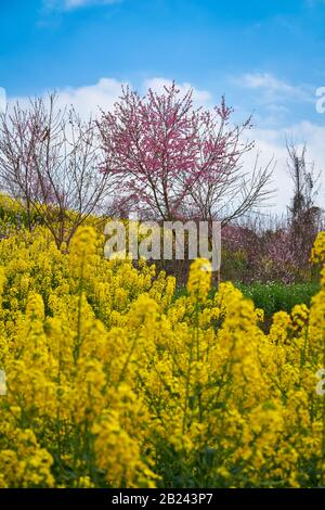 Der Frühling in Asien ist ein wunderschöner blauer Himmel mit rosafarbener Sakura- oder Kirschblüte und einem satten Berg mit gelber Modenblume. Stockfoto
