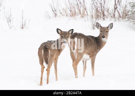 Weißschwein-Rehe (Odocoileus virginianus), Winter, Ostnordamerikaner, von Dominique Braud/Dembinsky Photo Assoc Stockfoto