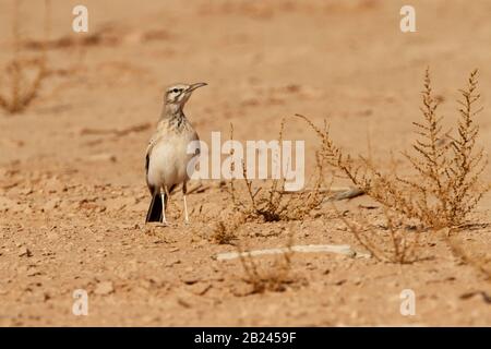 Größere Hopoe-Lark (Alaemon alaudipes) Stockfoto