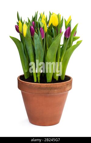Hausgemachte gelbe und violette Tulpen im Blumentopf isoliert auf Weiß Stockfoto