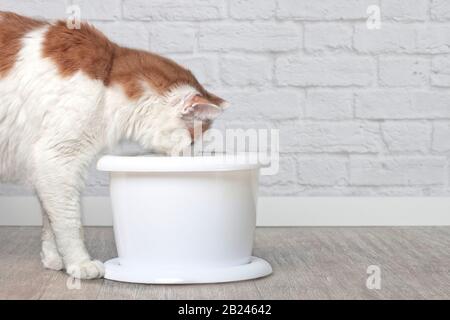 Durstiger Langhaarkatze, der Wasser aus einem Trinkbrunnen für Haustiere trinkt. Seitenansicht mit Kopierbereich. Stockfoto