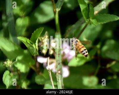 Dies ist ein Makrofoto einer amerikanischen Honigbiene im Flug in der Nähe einiger kleiner Blumen. Stockfoto