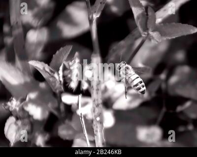 Dies ist ein Makrofoto einer amerikanischen Honigbiene im Flug in der Nähe einiger kleiner Blumen. Stockfoto