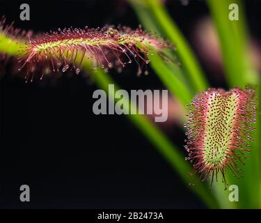 Cape Sundew Nahaufnahme Stockfoto