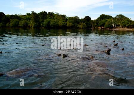 Die kleinen Köpfe, die aus der Wasseroberfläche einer großen Anzahl von Schildkröten in einem kleinen See im Amazonas-Wald in Brasilien auftauchen Stockfoto