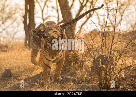 Tiger (Panthera tigris tigris), Muttertier mit ihrem Cub, Ranthammore National Park, Rajasthan, Indien Stockfoto