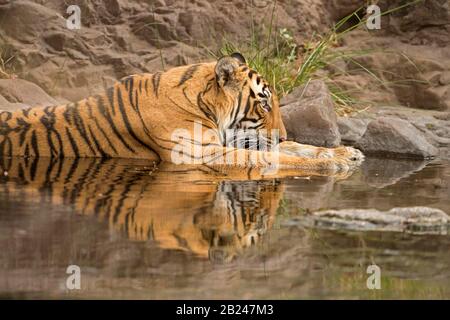 Nahaufnahme eines Tigers (Panthera tigris tigris), der sich während der Abkühlung in einem Wasserloch mit voller Reflexion im Wasser im heißen und trockenen aufstützt Stockfoto