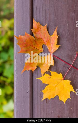 Verlieben Foto Metapher. Rot gelbes Ahornblatt mit herzförmigem Loch liegt auf dunklem Holzhintergrund.Hallo Oktober.Herbst Saison Konzept. Speicherplatz kopieren Stockfoto