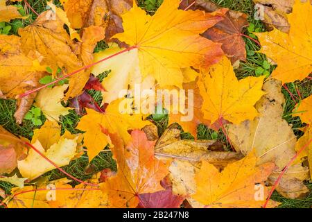 Baum Blätter auf dem Boden. Bunte Herbst Blätter Hintergrund.Bunte und helle Hintergrund aus Herbst Blätter fallen. Gelbe Ahornblätter Stockfoto