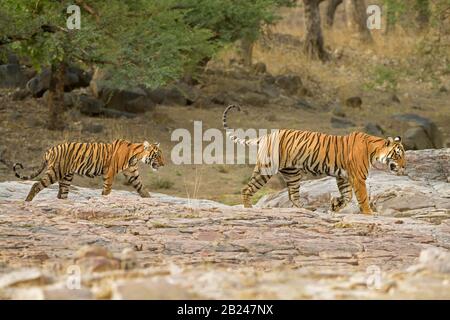 Tiger (Panthera tigris tigris), Muttertier mit ihrem Cub, Ranthammore National Park, Rajasthan, Indien Stockfoto