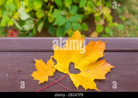 Verlieben Foto Metapher. Rot gelbes Ahornblatt mit herzförmigem Loch liegt auf dunklem Holzhintergrund.Hallo Oktober.Herbst Saison Konzept. Speicherplatz kopieren Stockfoto