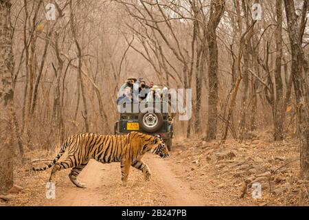 Touristen auf einem Fahrzeug, das sich mit einem wilden Tiger (Panthera tigris tigris) über den Waldweg, während sie auf Safari, im trockenen Dschungel, befinden Stockfoto