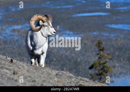 Dall's Widder (Ovis dalli), an einem Berghang stehend, Sheep Mountain, im hinteren Slims River Valley, Kluane, Yukon, Kanada Stockfoto