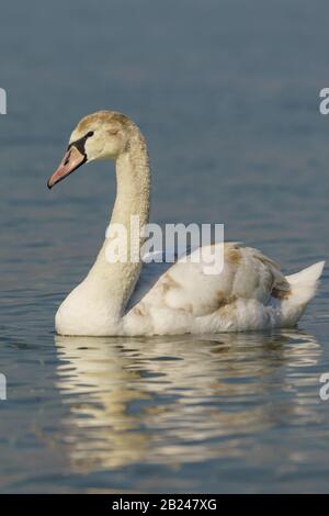 Gewachsener Nestling Swan Mute (lat. Cygnus olor) ist ein Vogel der Entenfamilie auf dem Wasser im Schwarzen Meer Stockfoto