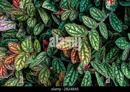 Grün und violett gemusterte Blätter, Punktpflanze aus Polka, gestricheltes Blatt (Hypoestes phyllostachya), Botanischer Garten Berlin, Berlin, Deutschland Stockfoto