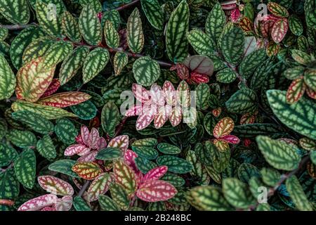 Grün und violett gemusterte Blätter, Punktpflanze aus Polka, gestricheltes Blatt (Hypoestes phyllostachya), Botanischer Garten Berlin, Berlin, Deutschland Stockfoto