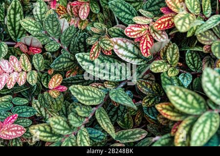 Grün und violett gemusterte Blätter, Punktpflanze aus Polka, gestricheltes Blatt (Hypoestes phyllostachya), Botanischer Garten Berlin, Berlin, Deutschland Stockfoto