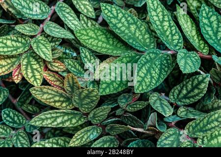 Grün und violett gemusterte Blätter, Punktpflanze aus Polka, gestricheltes Blatt (Hypoestes phyllostachya), Botanischer Garten Berlin, Berlin, Deutschland Stockfoto