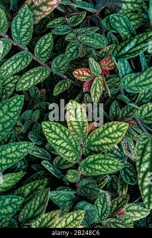 Grün und violett gemusterte Blätter, Punktpflanze aus Polka, gestricheltes Blatt (Hypoestes phyllostachya), Botanischer Garten Berlin, Berlin, Deutschland Stockfoto