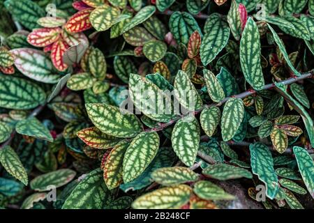 Grün und violett gemusterte Blätter, Punktpflanze aus Polka, gestricheltes Blatt (Hypoestes phyllostachya), Botanischer Garten Berlin, Berlin, Deutschland Stockfoto