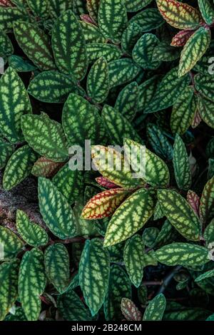 Grün und violett gemusterte Blätter, Punktpflanze aus Polka, gestricheltes Blatt (Hypoestes phyllostachya), Botanischer Garten Berlin, Berlin, Deutschland Stockfoto