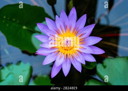 Blume, Blauer Lotus (Nymphaea caerulea) im Wasser, Botanischer Garten Berlin, Berlin, Deutschland Stockfoto