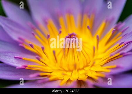 Blume, Blauer Lotus (Nymphaea caerulea), Botanischer Garten Berlin, Berlin, Deutschland Stockfoto