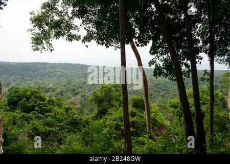 Amazonas-Waldlandschaft in Brasilien Stockfoto