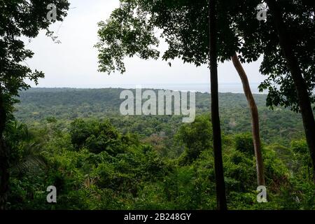 Amazonas-Waldlandschaft in Brasilien Stockfoto