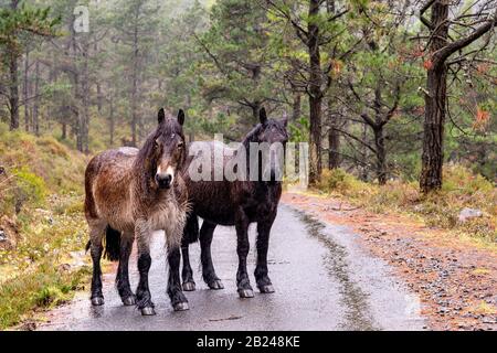 Zwei nasse Pferde, die im Wald im Regen stehen, Spanien Stockfoto