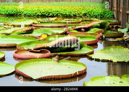 Viele Seerosenpflanzen, wissenschaftlicher Name Victoria, mit einigen Blumen, die auf der Oberfläche eines Teichwassers in Brasilien schweben Stockfoto