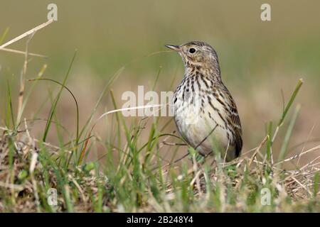 Raps (Anthus pratensis), Einzeltier auf einer Wiese, Wattenmeer-Nationalpark Niedersachsen, Niedersachsen, Deutschland Stockfoto