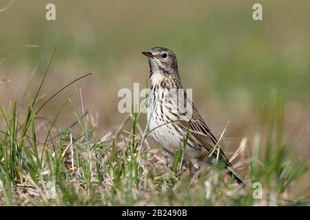 Raps (Anthus pratensis), Einzeltier auf einer Wiese, Wattenmeer-Nationalpark Niedersachsen, Niedersachsen, Deutschland Stockfoto