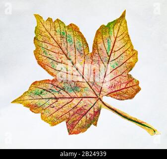 Naive Illustration, Kinderzeichnung, Herbst, farbiges Ahorn-Blatt, Deutschland Stockfoto