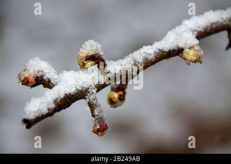 Birnbaumknospen mit Schnee auf Stockfoto