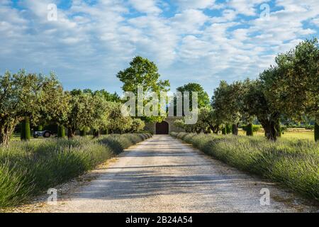Weingut in der Provence. Schöne Aussicht auf eine ländliche Landschaft mit Lavendel und alten Olivenbäumen in der Nähe von Maubec, Provence, Frankreich Stockfoto
