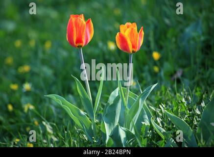 Bunte Tulpen. Die Blumen blühen. Frühling, warme Landschaft mit blühenden Blumen im Licht der Sonne. Einrichtung des Stadtparks Stockfoto