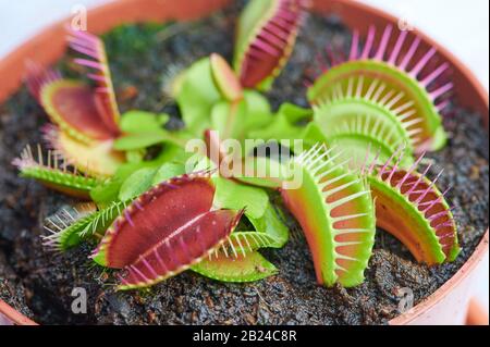 Fleischfressende Pflanze -Dionaea muscipula - Makrofarbenfoto Stockfoto