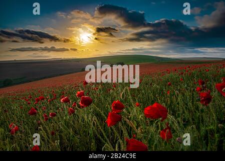 Ein Feld von Poppies - Papaver Rhoeas bei Sonnenuntergang auf dem South Downs National Park, East Sussex, England, Großbritannien, GB. Stockfoto