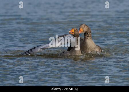 Männliche und weibliche Greylag Geese-Anser Anser zeigen Balzwerbung an. Stockfoto
