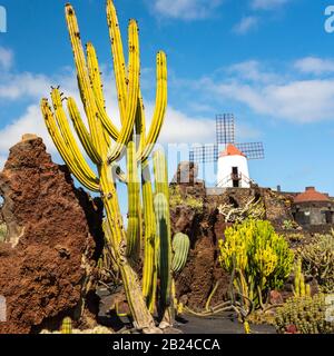 Tropischen Kaktusgarten in Guatiza Dorf, Lanzarote, Kanarische Inseln, Spanien Stockfoto