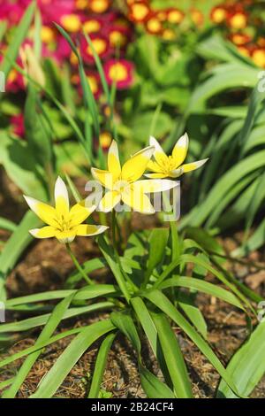 Frühlings-Blumenbeet mit blühender Spättulip (lat. Tulip dasystemon tarda Stapf) auf dem Hintergrund der roten Blumen Primula vulgaris (lat. Vulgaris Primul Stockfoto