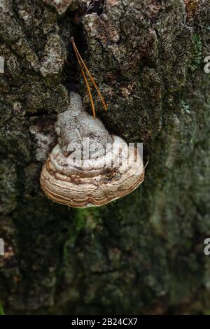 Auf einem Baumstamm wächst kleiner Lärchenschwamm Stockfoto