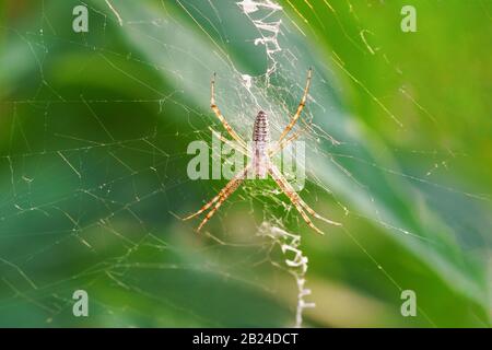 Argiope Bruennichi, oder Spinnenwespe (lat. Argiope bruennichi) ist eine Araneomorphin-Spinnenart, der Vertreter der großen Familie der Orb-Web sp Stockfoto