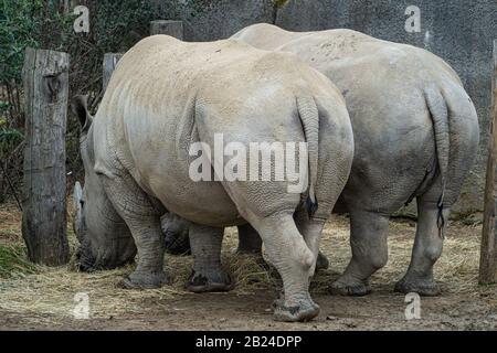 Weiße Rhinozeros (Ceratotherium simum) von hinten, Parc Zoologique de Paris (Pariser Zoo), Paris, Frankreich Stockfoto