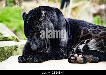 Black (melanistisch) Jaguar (Panthera onca), Parc Zoologique de Paris (Pariser Zoo), Paris, Frankreich Stockfoto