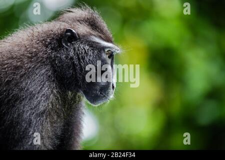 Die Celebes cremefarben macaque. Nahaufnahme Hochformat, Seitenansicht, grüner natürlicher Hintergrund. Cremefarbter schwarzer Makaque, Sulawesi cremefarbter Makaque oder der schwarze Affe Stockfoto
