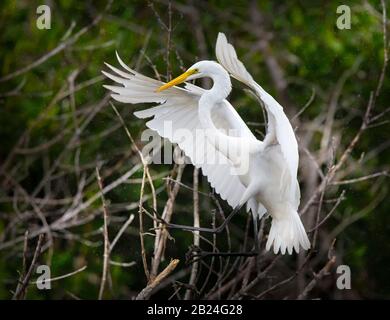 Ein Großer weißer Egret kommt für eine perfekte Landung im Everglades National Park ins Spiel. Stockfoto